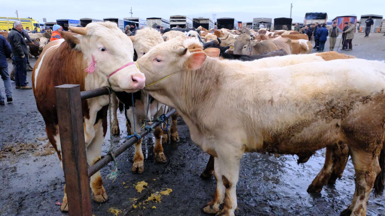 Türkiye’nin en büyük hayvan pazarında kurbanlık hareketliliği başladı 5